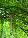 Click to see big picture (360x480 pixels; 48 KB))