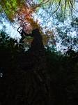 Click to see big picture (360x480 pixels; 39 KB))